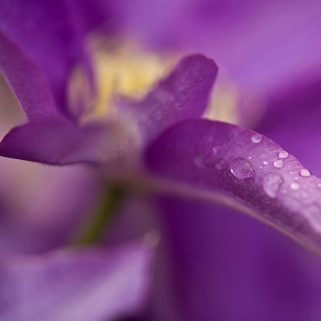 Фиолетовый цветок обои для iPad