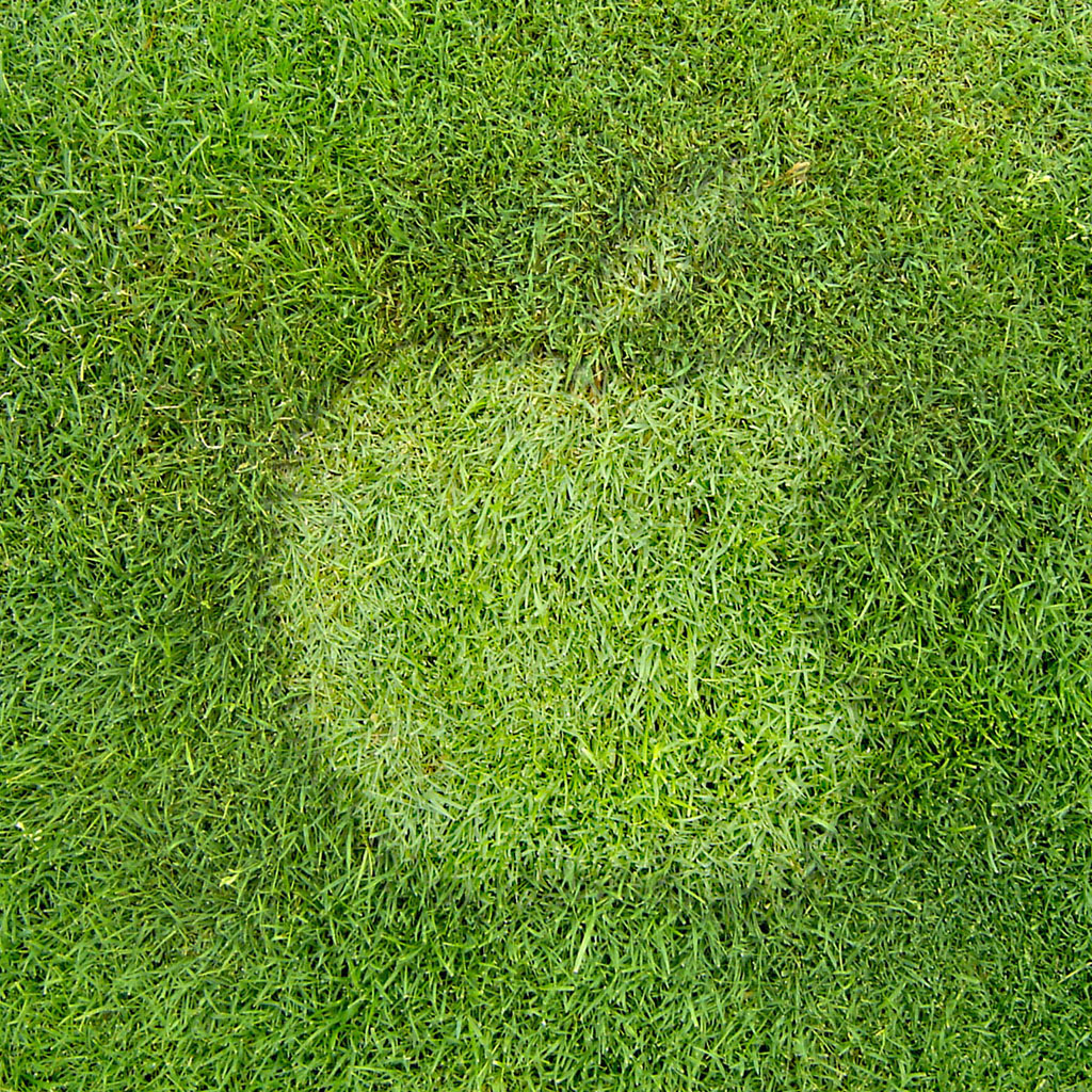 Примятая трава в виде лого Apple обои для iPad